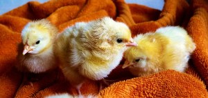 chicks_fr